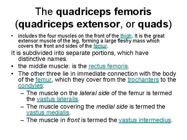 The quadriceps femoris (quadriceps extensor, or quads) • includes the four muscles on the