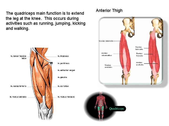 The quadriceps main function is to extend the leg at the knee. This occurs