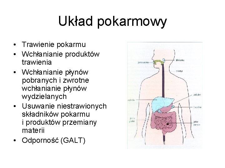 Układ pokarmowy • Trawienie pokarmu • Wchłanianie produktów trawienia • Wchłanianie płynów pobranych i