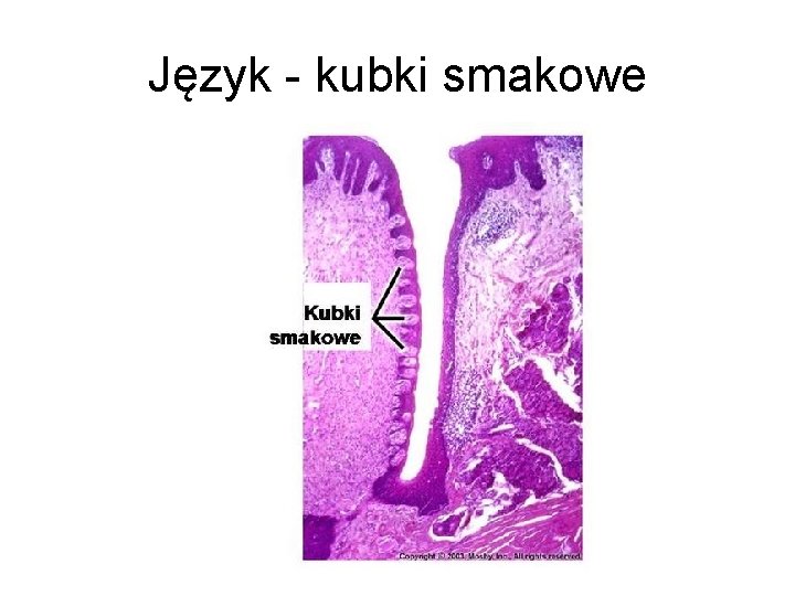 Język - kubki smakowe Język - kubki smakowe