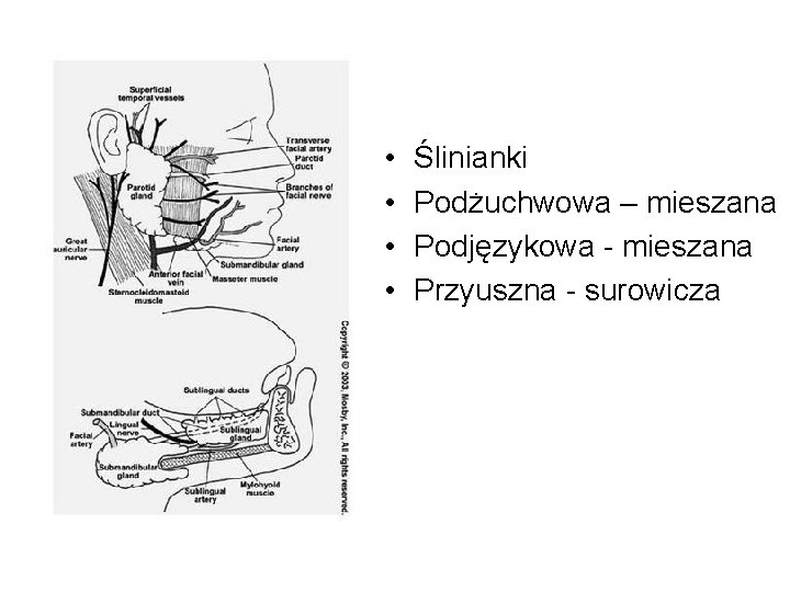  • • Ślinianki Podżuchwowa – mieszana Podjęzykowa - mieszana Przyuszna - surowicza 