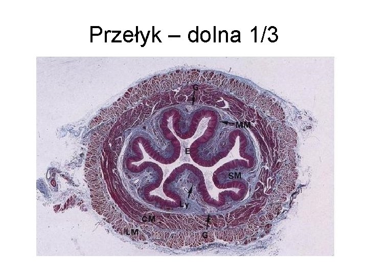 Przełyk – dolna 1/3 