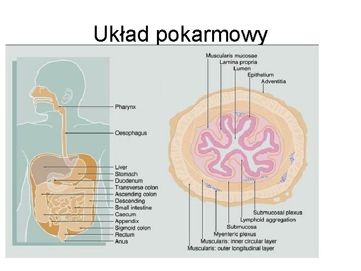 Układ pokarmowy 