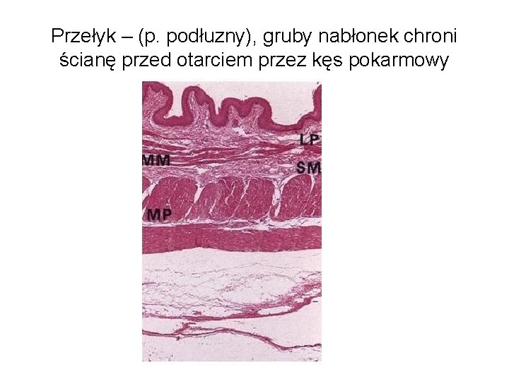 Przełyk – (p. podłuzny), gruby nabłonek chroni ścianę przed otarciem przez kęs pokarmowy 