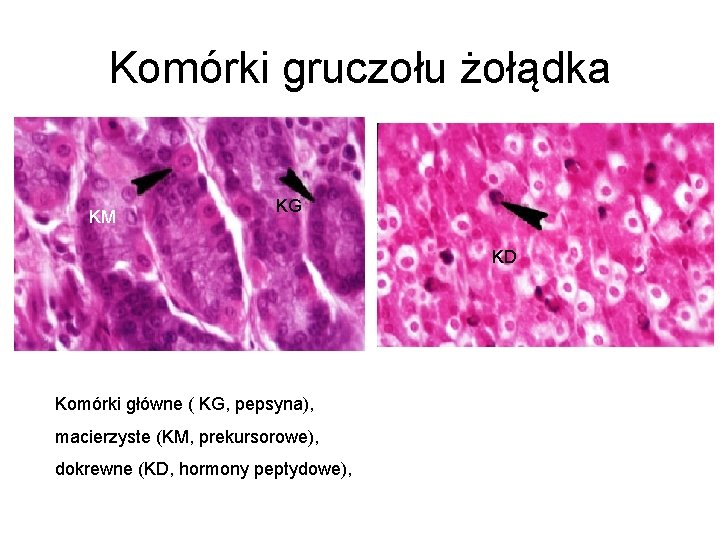 Komórki gruczołu żołądka KM KG KD Komórki główne ( KG, pepsyna), macierzyste (KM, prekursorowe),