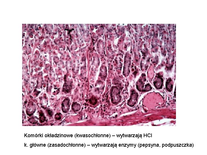 Komórki okładzinowe (kwasochłonne) – wytwarzają HCl k. główne (zasadochłonne) – wytwarzają enzymy (pepsyna, podpuszczka)