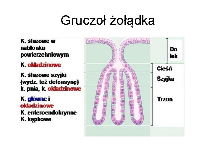 Gruczoł żołądka 