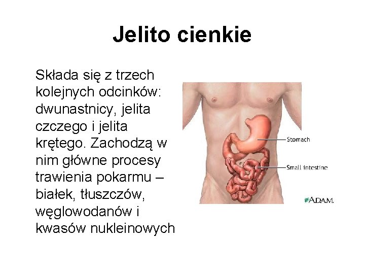 Jelito cienkie Składa się z trzech kolejnych odcinków: dwunastnicy, jelita czczego i jelita krętego.