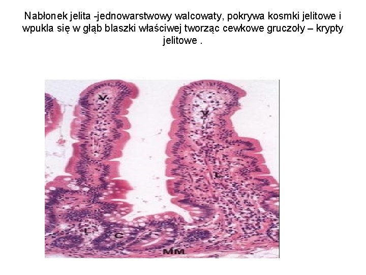 Nabłonek jelita -jednowarstwowy walcowaty, pokrywa kosmki jelitowe i wpukla się w głąb blaszki właściwej