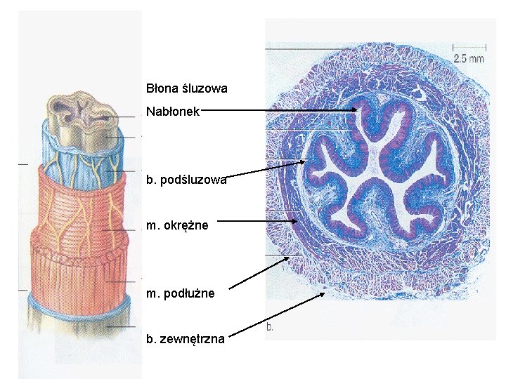 Błona śluzowa Nabłonek b. podśluzowa m. okrężne m. podłużne b. zewnętrzna 