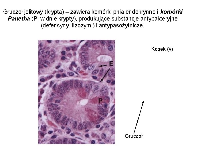 Gruczoł jelitowy (krypta) – zawiera komórki pnia endokrynne i komórki Panetha (P, w dnie