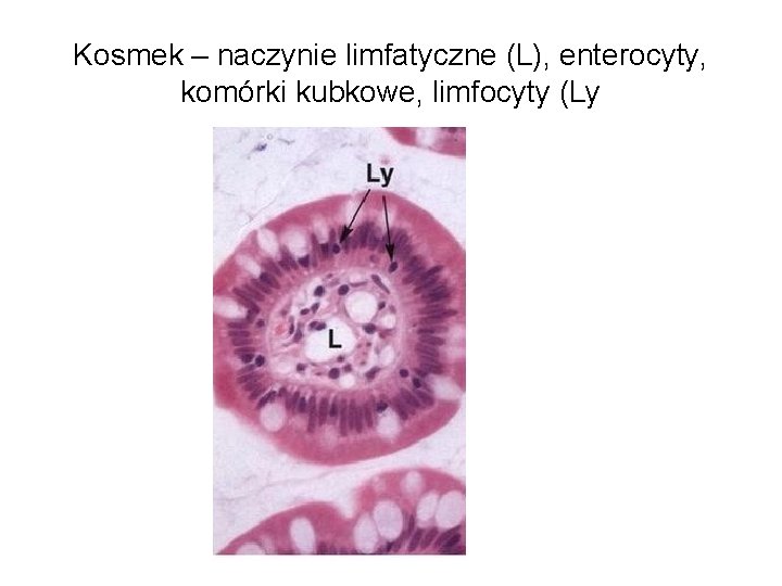 Kosmek – naczynie limfatyczne (L), enterocyty, komórki kubkowe, limfocyty (Ly 