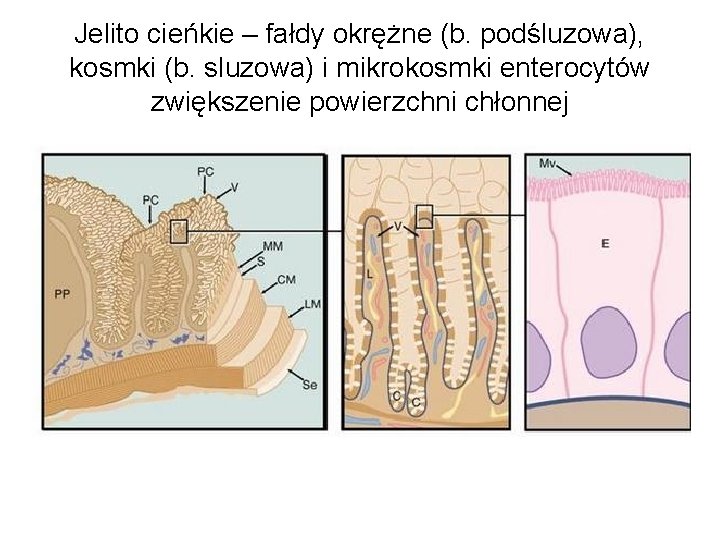 Jelito cieńkie – fałdy okrężne (b. podśluzowa), kosmki (b. sluzowa) i mikrokosmki enterocytów zwiększenie