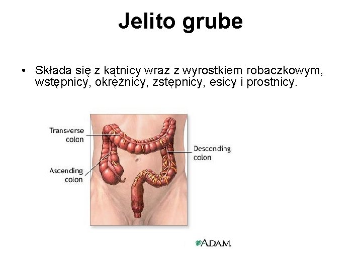 Jelito grube • Składa się z kątnicy wraz z wyrostkiem robaczkowym, wstępnicy, okrężnicy, zstępnicy,