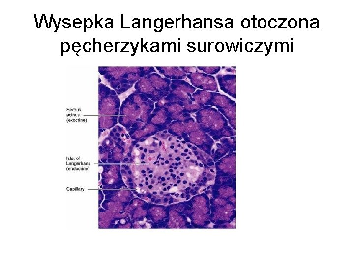 Wysepka Langerhansa otoczona pęcherzykami surowiczymi Wysepka Langerhansa otoczona pęcherzykami surowiczymi