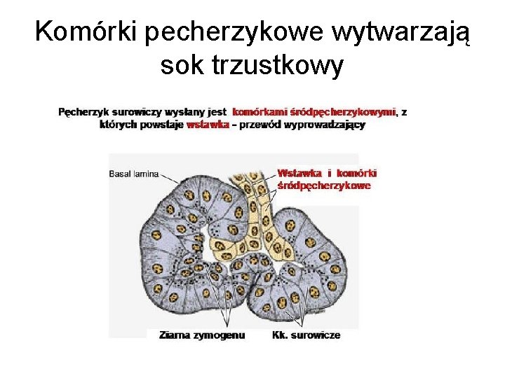 Komórki pecherzykowe wytwarzają sok trzustkowy 