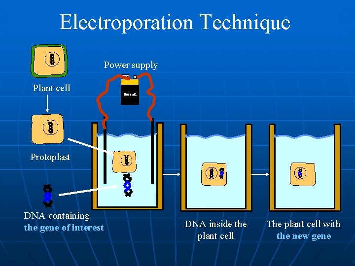 Electroporation Technique Power supply Plant cell Duracell Protoplast DNA containing the gene of interest