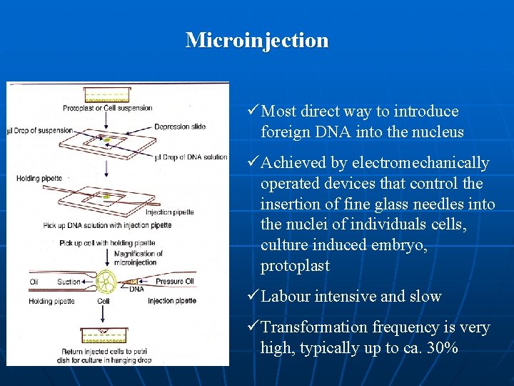 Microinjection ü Most direct way to introduce foreign DNA into the nucleus ü Achieved