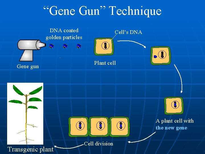 “Gene Gun” Technique DNA coated golden particles Gene gun Cell’s DNA Plant cell A