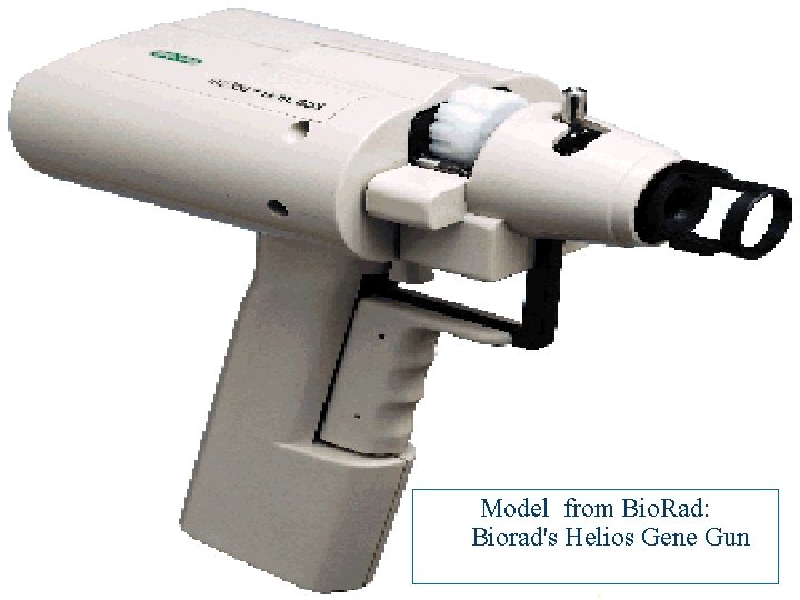 Model from Bio. Rad: Biorad's Helios Gene Gun 