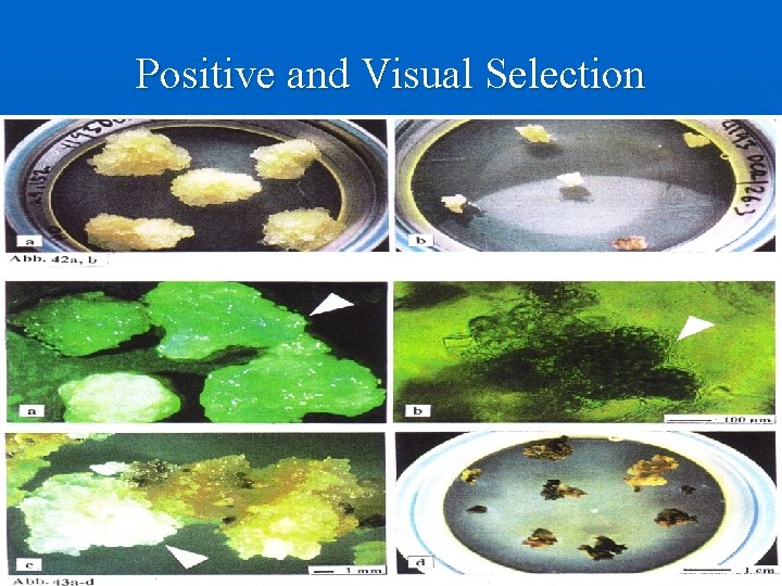 Positive and Visual Selection 