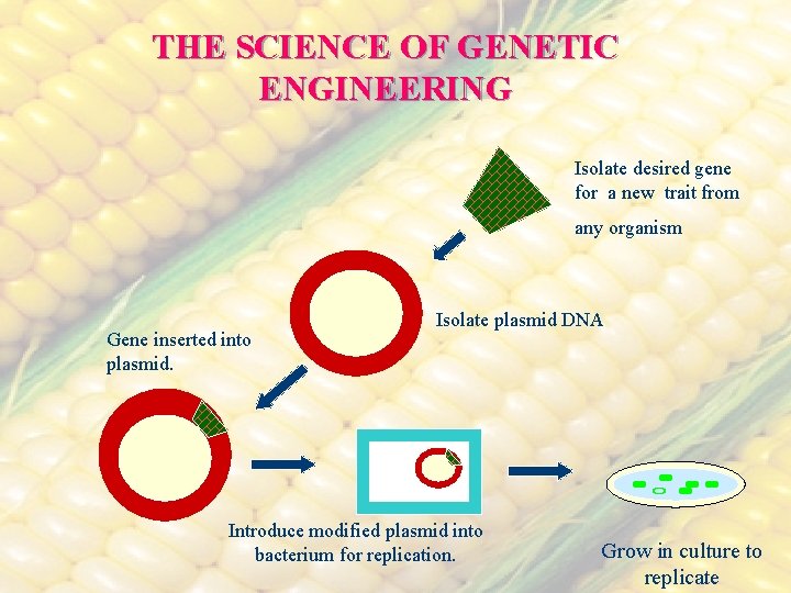 THE SCIENCE OF GENETIC ENGINEERING Isolate desired gene for a new trait from any