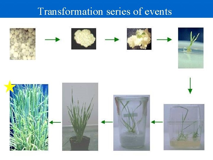 Transformation series of events Transform individual cells Callus formation Remove from sterile conditions Auxins