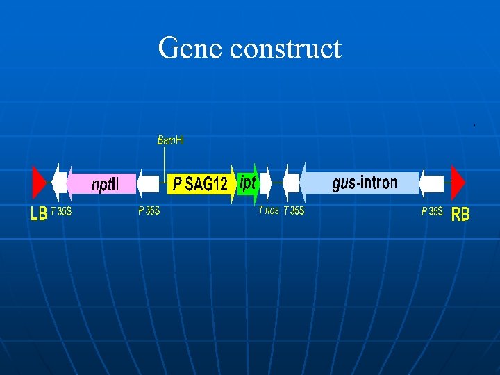 Gene construct 