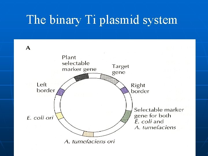 The binary Ti plasmid system 