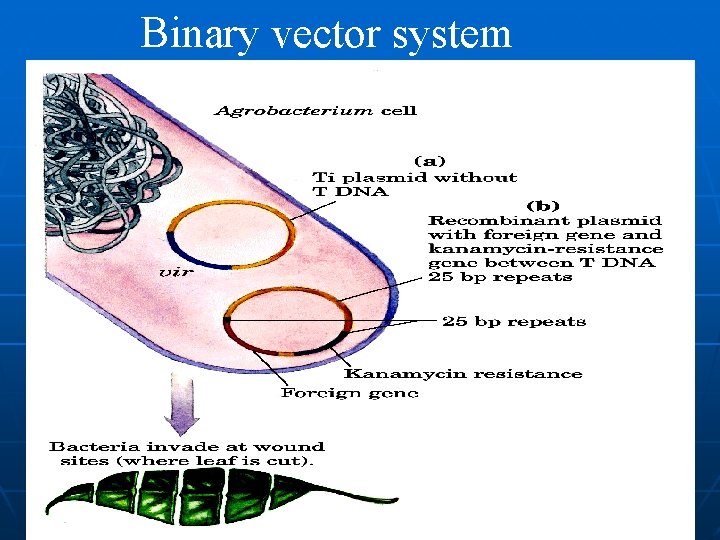 Binary vector system 