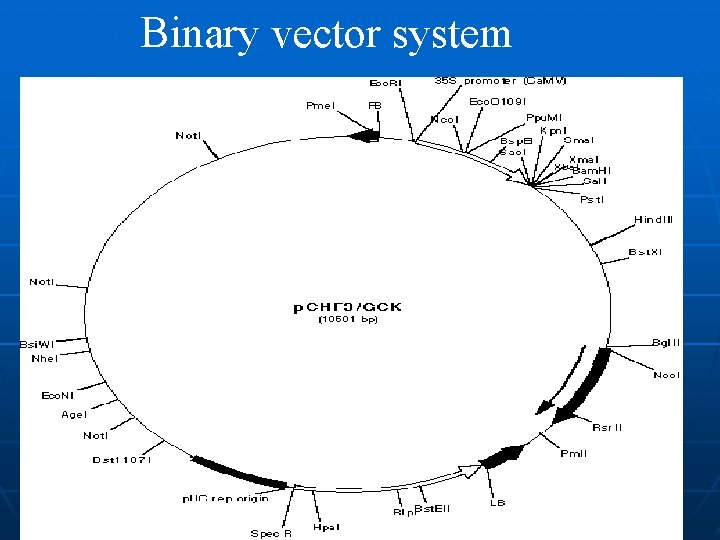 Binary vector system 