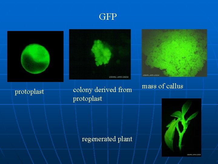 GFP protoplast colony derived from protoplast regenerated plant mass of callus 