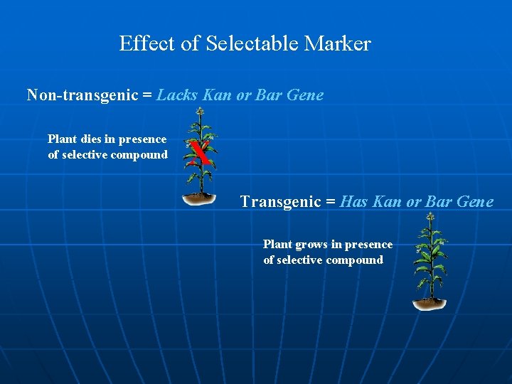 Effect of Selectable Marker Non-transgenic = Lacks Kan or Bar Gene Plant dies in
