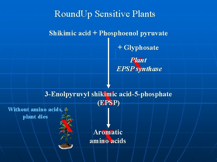 Round. Up Sensitive Plants Shikimic acid + Phosphoenol pyruvate + Glyphosate X Plant EPSP