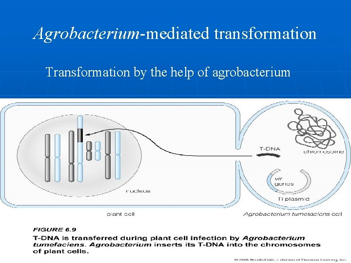 Agrobacterium-mediated transformation Transformation by the help of agrobacterium Agrobacterium is a ‘natural genetic engineer’