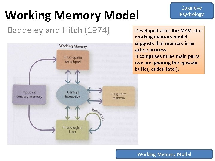 Working Memory Model Baddeley and Hitch (1974) Cognitive Psychology Developed after the MSM, the