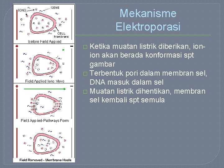 Mekanisme Elektroporasi Ketika muatan listrik diberikan, ionion akan berada konformasi spt gambar � Terbentuk