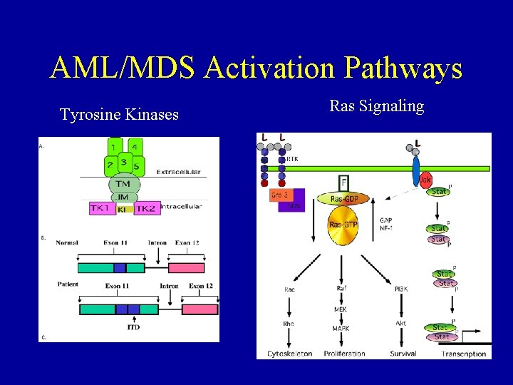 AML/MDS Activation Pathways Tyrosine Kinases Ras Signaling 