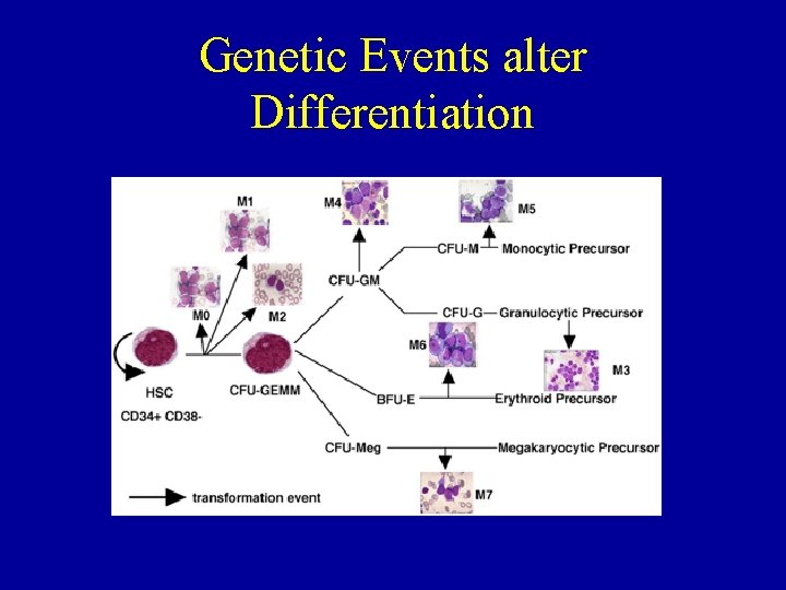 Genetic Events alter Differentiation 