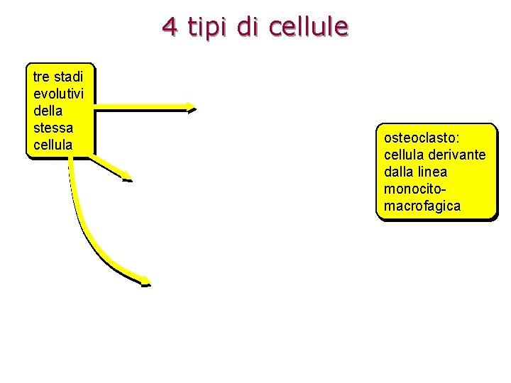 4 tipi di cellule tre stadi evolutivi della stessa cellula osteoclasto: cellula derivante dalla