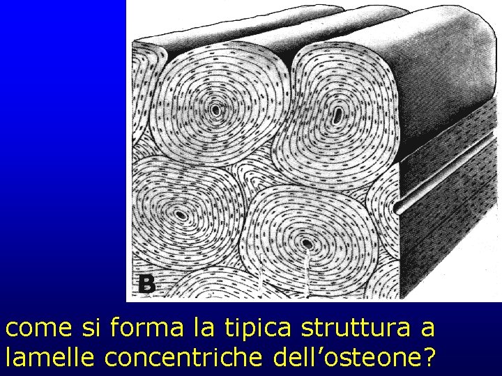 come si forma la tipica struttura a lamelle concentriche dell’osteone? 