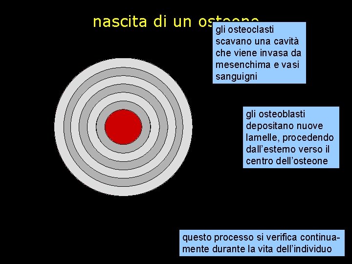 nascita di un osteone gli osteoclasti scavano una cavità che viene invasa da mesenchima