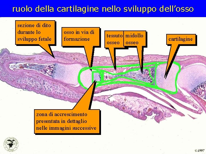 ruolo della cartilagine nello sviluppo dell’osso sezione di dito durante lo sviluppo fetale osso