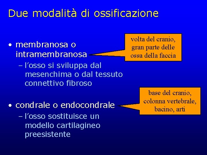 Due modalità di ossificazione • membranosa o intramembranosa volta del cranio, gran parte delle