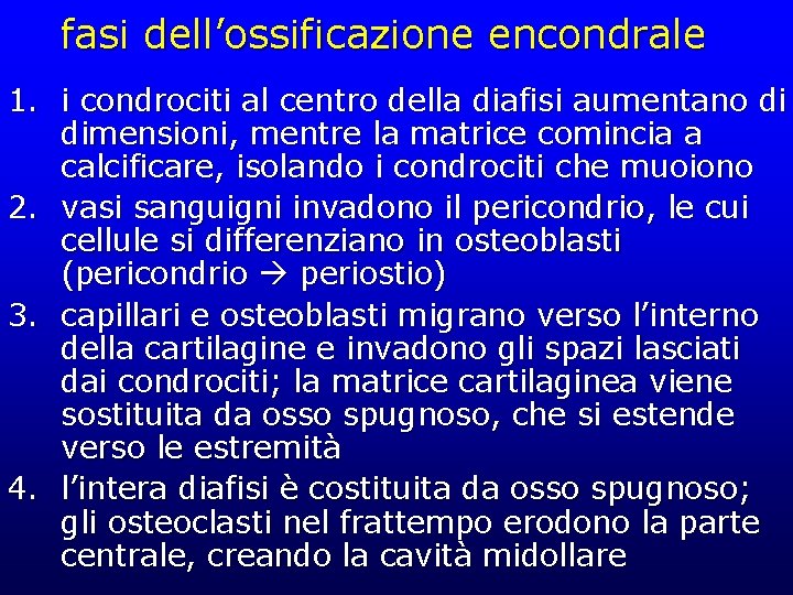 fasi dell’ossificazione encondrale 1. i condrociti al centro della diafisi aumentano di dimensioni, mentre