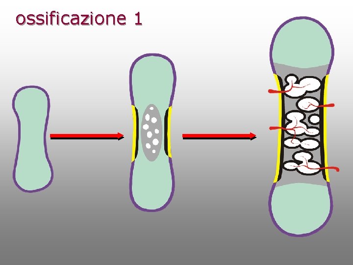 ossificazione 1 