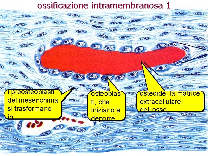 ossificazione intramembranosa 1 i preosteoblasti del mesenchima si trasformano in… osteoblas ti, che iniziano