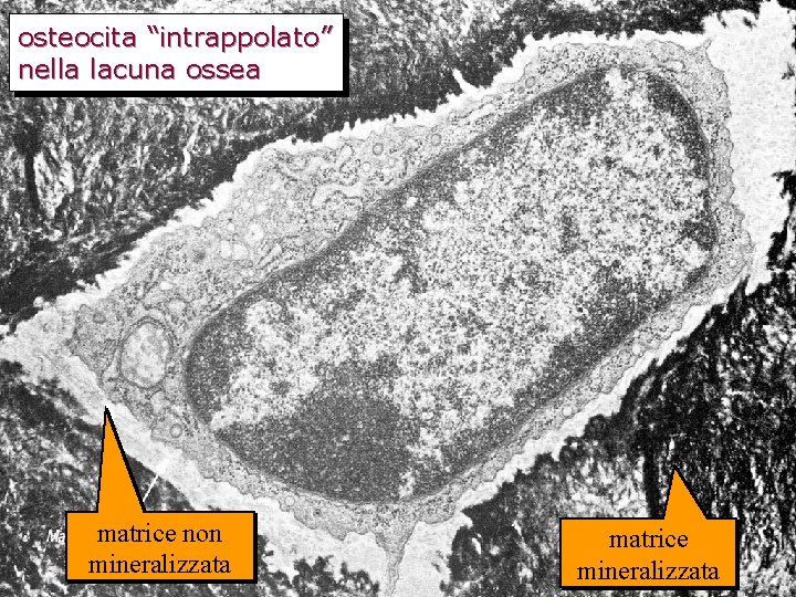 osteocita “intrappolato” nella lacuna ossea matrice non mineralizzata matrice mineralizzata 