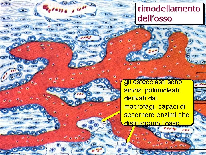 rimodellamento dell’osso gli osteoclasti sono sincizi polinucleati derivati dai macrofagi, capaci di secernere enzimi