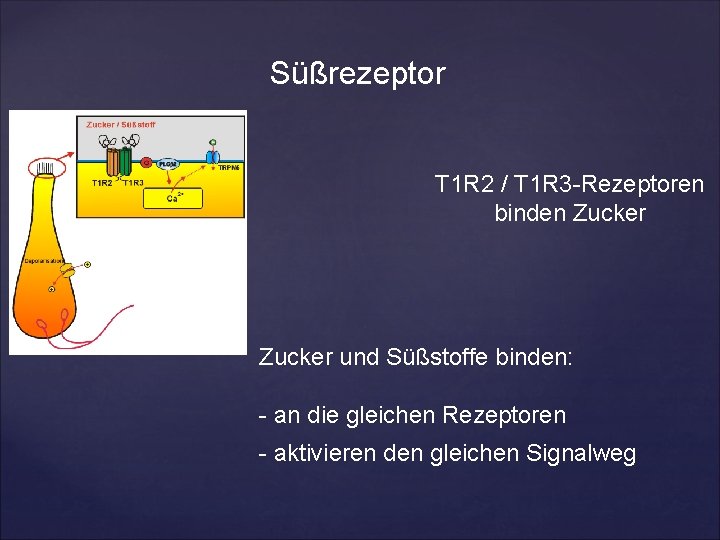Süßrezeptor T 1 R 2 / T 1 R 3 -Rezeptoren binden Zucker {